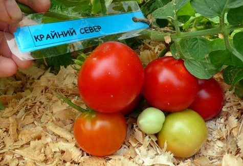 доматни храсти далеч на север