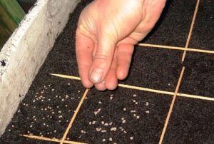 Timing of sowing tomatoes for seedlings in Siberia