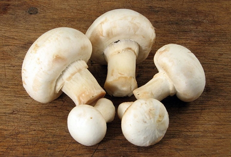 fresh champignons