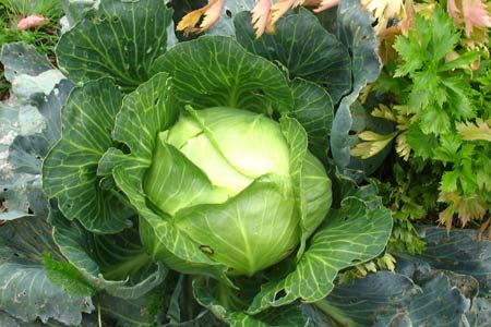 Kohl im Garten