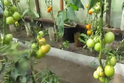 зелено цветно легло