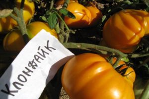 Beschreibung und Eigenschaften der Tomatensorte Klondike