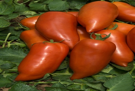 tomate alongado