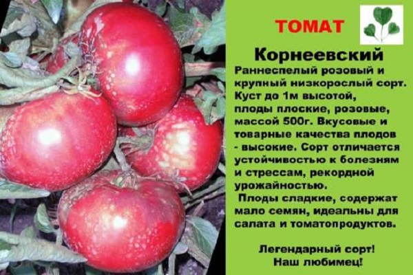 Tomatencharakteristik