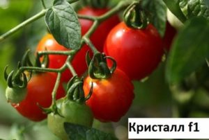 Отглеждане, характеристики и описание на сорта домат Кристал F1