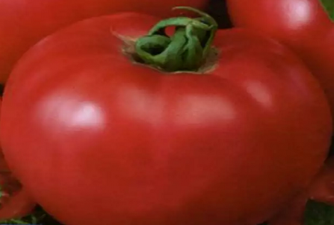 tomate déterminante