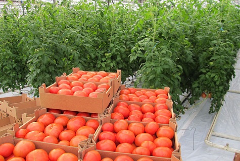 кутии за продажба