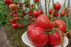 Đặc điểm và mô tả giống cà chua Robin