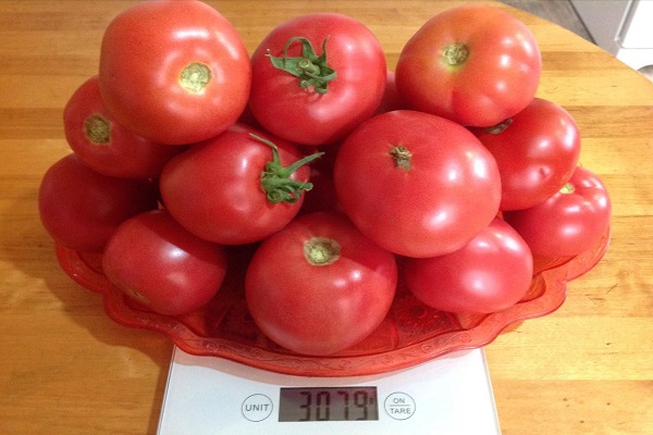 scales on the table