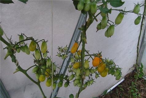 tree with harvest