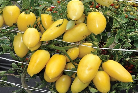 tomato like pepper