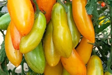 oblong tomato