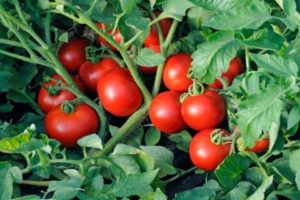 Merkmale der Technologie der Terekhin-Methode zum Anbau von Tomaten
