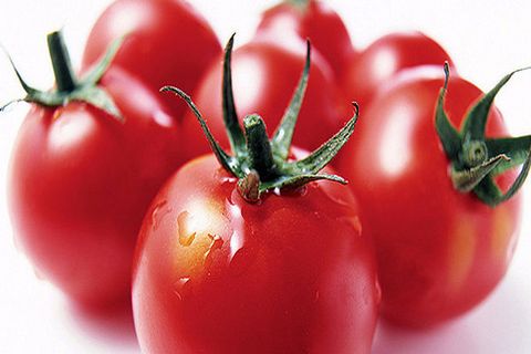 Tomatenernte Klumpfußbär