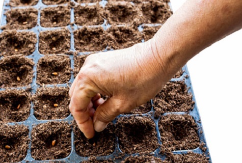 mulching en casa