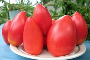 Description of the tomato variety Ob domes and its characteristics