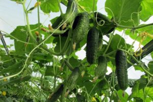 Why do cucumber leaves turn yellow in a greenhouse and what to do