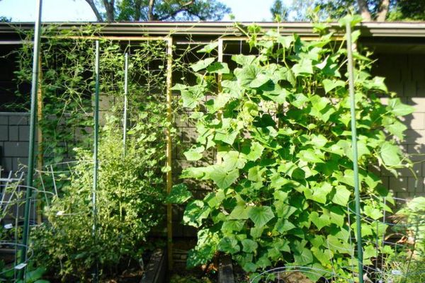 habitat per i cetrioli