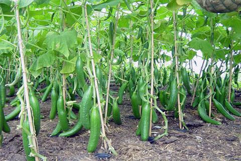 pepinos variedade Zozulya