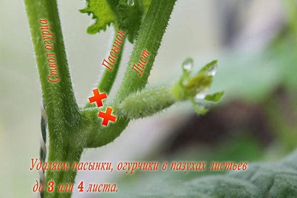 прави приступ
