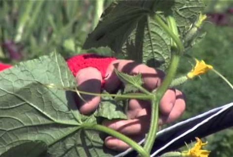 cucumber leaves