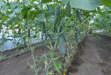 home garden