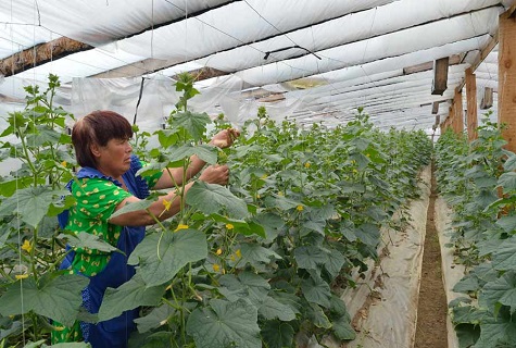 greenhouse care