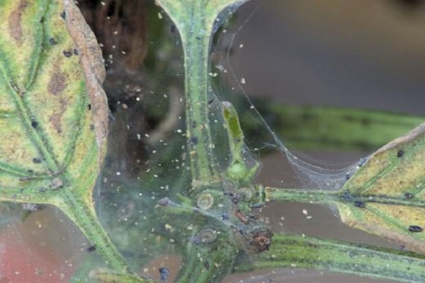 voratinklis ant augalų
