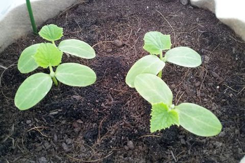 plantor av gurkor