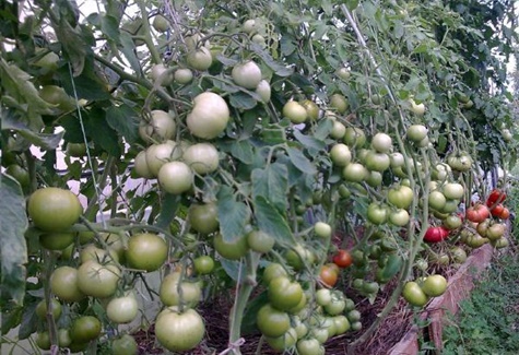 Tomatenlinie rosa