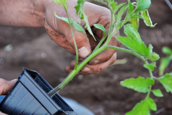mudas de tomates em uma panela no jardim