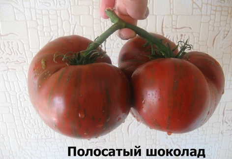 יבול עגבניות שוקולד פסים