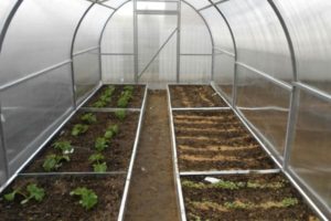 Regras básicas para o plantio de tomates em uma estufa 3x6