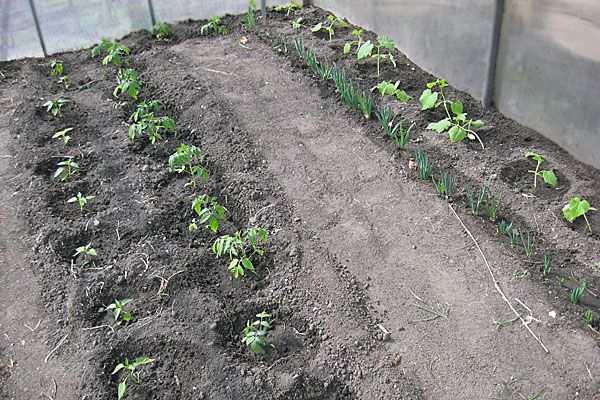 arranjo de tomate