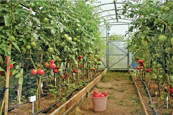  tomates na estufa