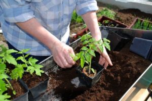 Der Zeitpunkt, zu dem Tomaten für Setzlinge für die Region Moskau gepflanzt werden sollen