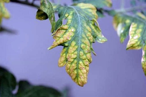 gula blad med tomatplantor