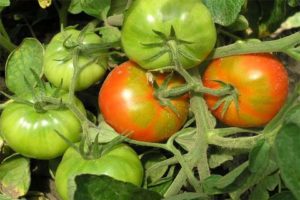 Características e descrição da variedade de tomate Early girl