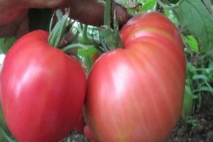 Characteristics and description of tomato variety Pink spam