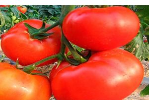 Beskrivelse og kjennetegn på tomatsorten Syv førti