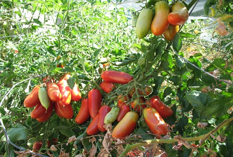 bananas on the branches