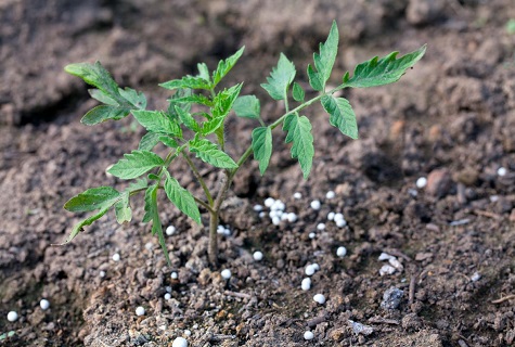 alimentação de raiz