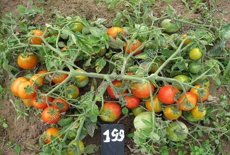 giường phía bắc