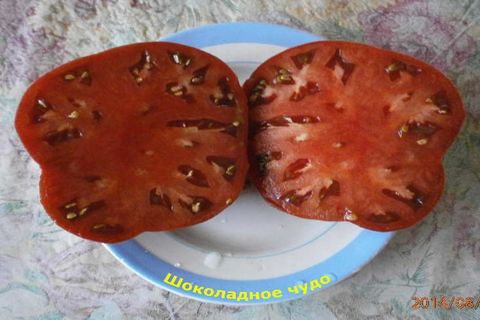 tomato cutaway
