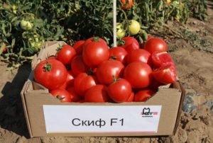 Характеристики и описание на скитския сорт домати