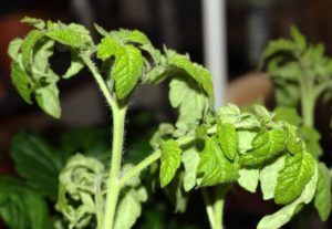 Warum verdorren und locken Tomatensämlinge und was tun?