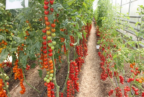 taśma pomidorowa