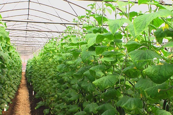 các tính năng của thủ tục