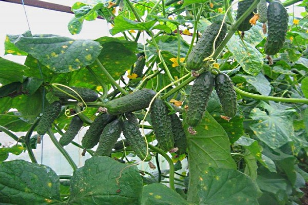 trái cây trên chủ đề