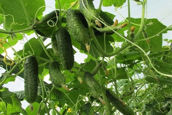dưa chuột tươi